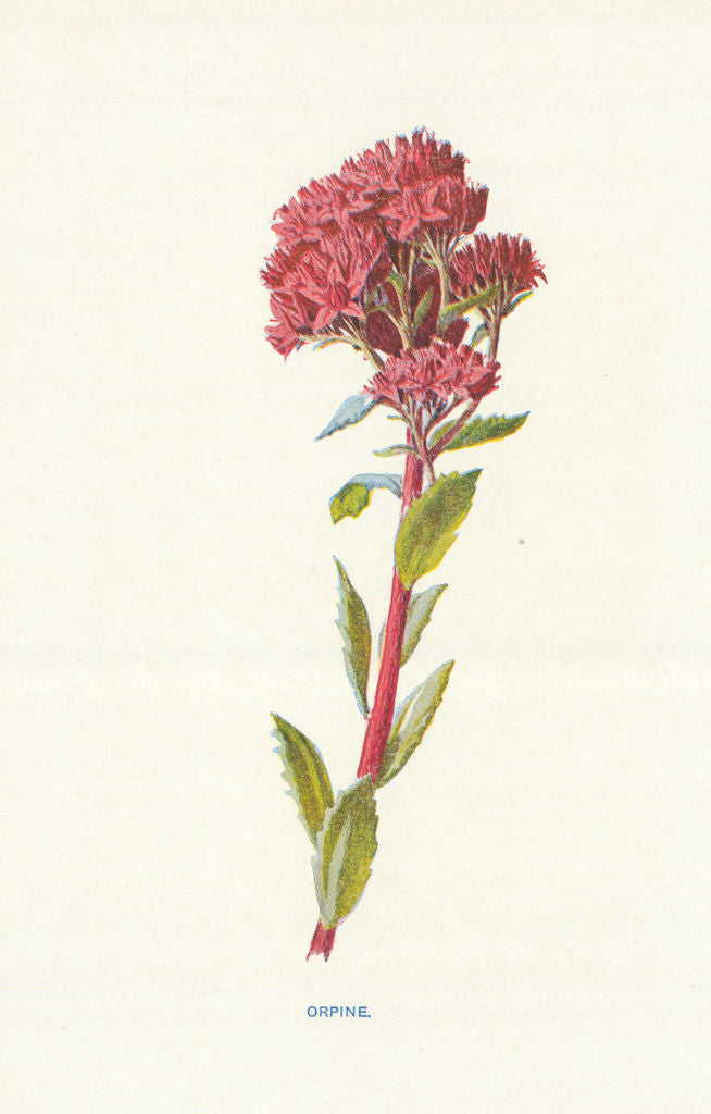 Orpine. Wild Flowers by Frederick Edward Hulme c1895 old antique print picture
